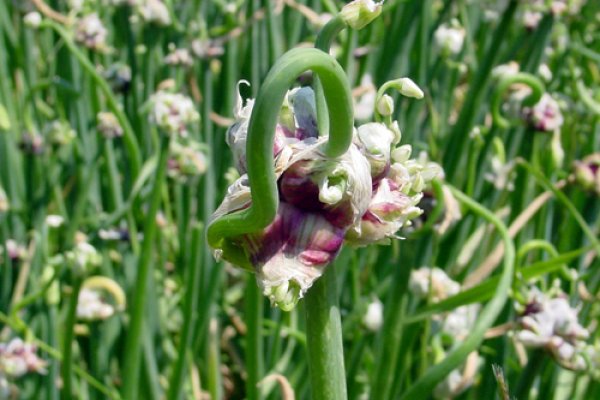 Kraken даркнет переходник