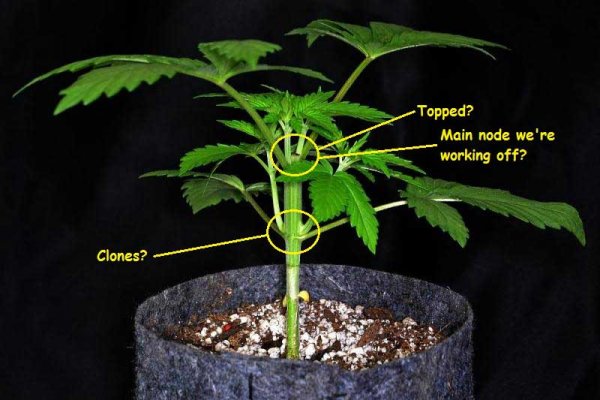 Кракен оригинальная ссылка для тор